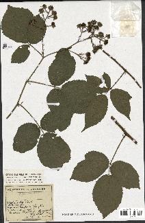 spécimen de Rubus glaucellus