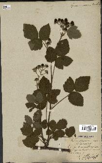 spécimen de Rubus nemorosus