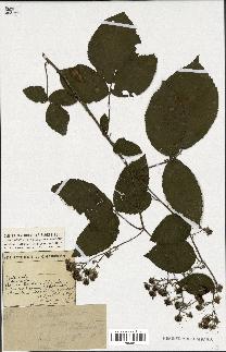 spécimen de Rubus vallisparsus