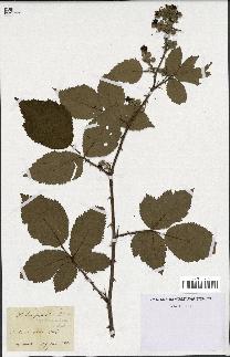 spécimen de Rubus argenteus