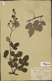 spécimen de Rubus ulmifolius