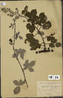 spécimen de Rubus ulmifolius