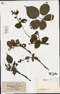 spécimen de Rubus fastigiatus