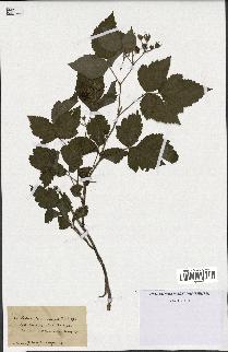 spécimen de Rubus caesius