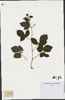 spécimen de Rubus dumetorum