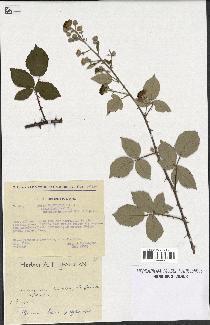 spécimen de Rubus ulmifolius