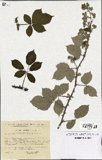 spécimen de Rubus ulmifolius