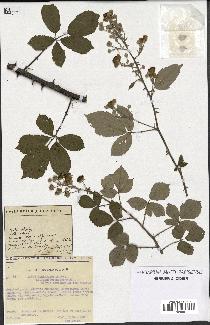 spécimen de Rubus ulmifolius