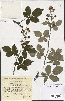 spécimen de Rubus ulmifolius