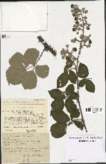 spécimen de Rubus ulmifolius