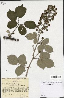 spécimen de Rubus ulmifolius