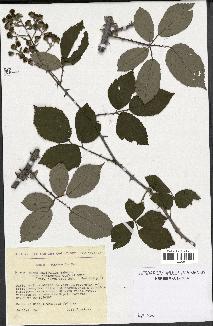 spécimen de Rubus ulmifolius