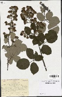 spécimen de Rubus ulmifolius