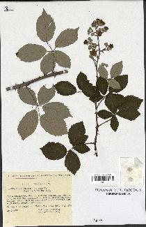 spécimen de Rubus ulmifolius