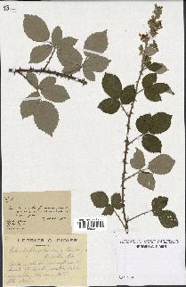 spécimen de Rubus ulmifolius