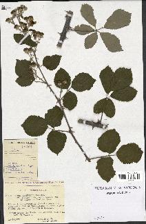 spécimen de Rubus ulmifolius