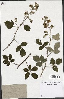 spécimen de Rubus ulmifolius