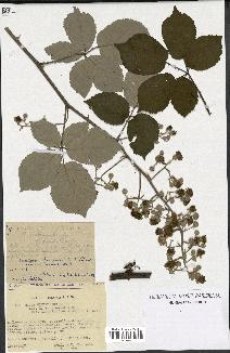 spécimen de Rubus ulmifolius