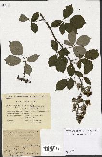 spécimen de Rubus ulmifolius