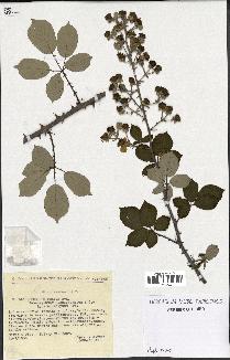 spécimen de Rubus ulmifolius