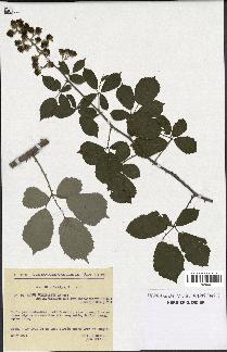 spécimen de Rubus ulmifolius