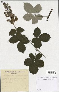 spécimen de Rubus ulmifolius