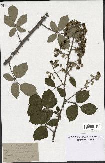 spécimen de Rubus ulmifolius