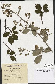 spécimen de Rubus ulmifolius