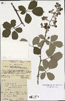 spécimen de Rubus ulmifolius