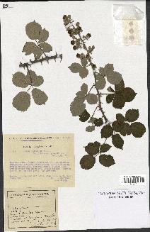 spécimen de Rubus ulmifolius