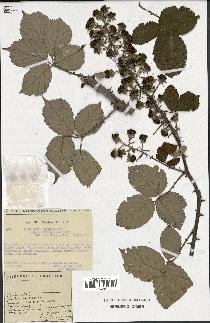 spécimen de Rubus ulmifolius