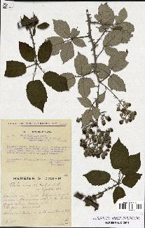 spécimen de Rubus ulmifolius