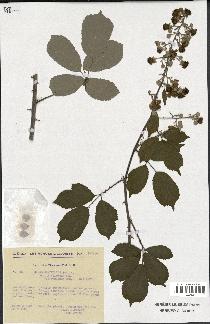 spécimen de Rubus ulmifolius