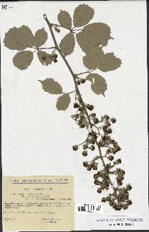 spécimen de Rubus ulmifolius