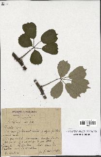 spécimen de Rubus ulmifolius