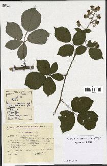 spécimen de Rubus godronii