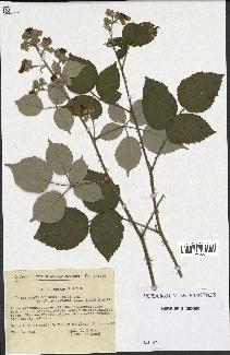 spécimen de Rubus godronii