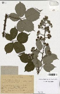 spécimen de Rubus godronii