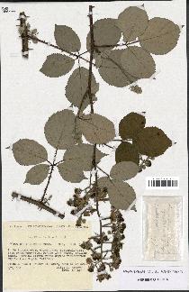 spécimen de Rubus bifrons