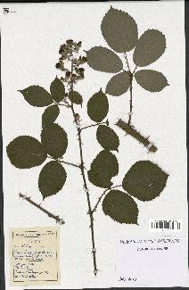 spécimen de Rubus sp.