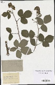 spécimen de Rubus propinquus