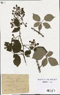 spécimen de Rubus propinquus