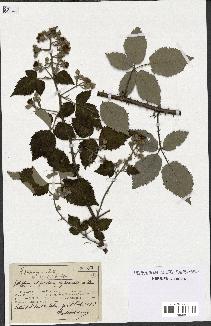 spécimen de Rubus propinquus