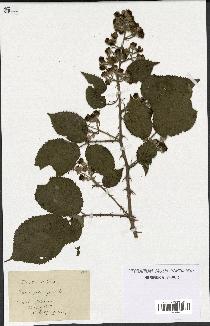 spécimen de Rubus propinquus