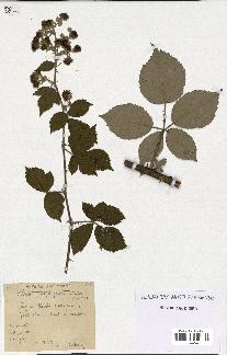 spécimen de Rubus propinquus