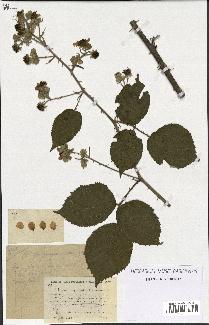 spécimen de Rubus propinquus