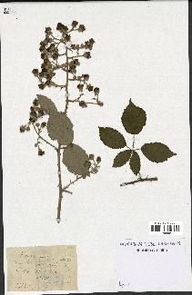 spécimen de Rubus propinquus