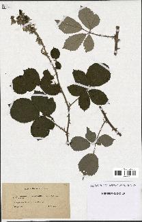 spécimen de Rubus vulnerificus