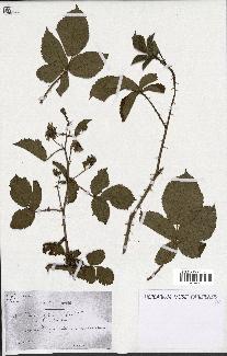 spécimen de Rubus nitidus