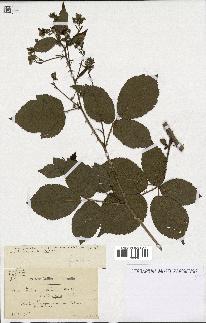 spécimen de Rubus nitidus